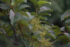 Meliosma dilleniifolia