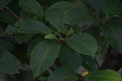 Meliosma dilleniifolia