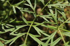 Silphiodaucus prutenicus