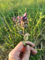 Bartsia