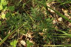 Silphiodaucus prutenicus