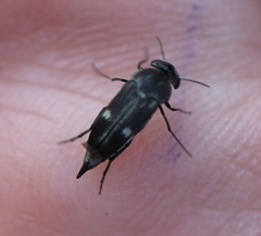 Tomoxia bucephala