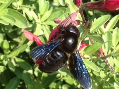 Xylocopa