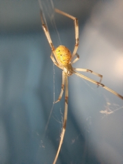 Latrodectus geometricus