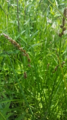 Carex annectens