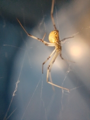 Latrodectus geometricus