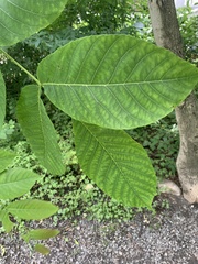 Magnoliopsida
