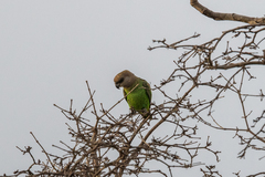 Poicephalus cryptoxanthus