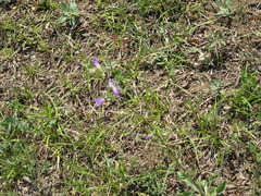 Campanula sibirica taurica