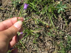 Campanula sibirica taurica