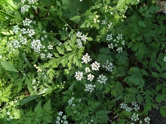 Chaerophyllum temulum