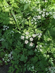 Chaerophyllum temulum