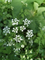 Chaerophyllum temulum
