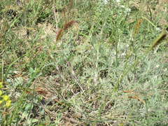 Carex flacca serrulata