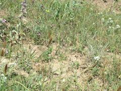 Carex flacca serrulata