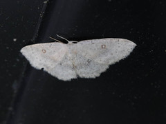 Cyclophora albipunctata