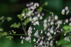 Thalictrum foliolosum