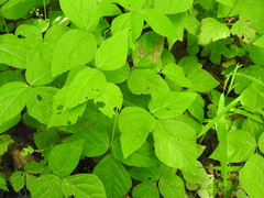 Hylodesmum pauciflorum