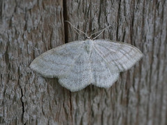 Scopula ternata