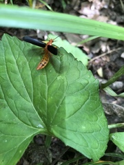 Neopyrochroa flabellata