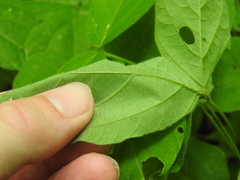 Hylodesmum pauciflorum
