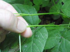 Hylodesmum pauciflorum