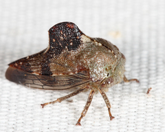 Telamona decorata