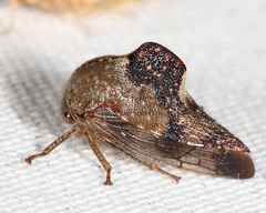 Telamona decorata