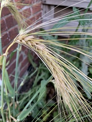 Hordeum vulgare