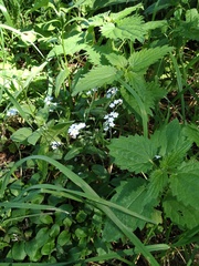 Myosotis sylvatica