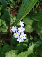 Myosotis sylvatica