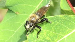Laphria posticata