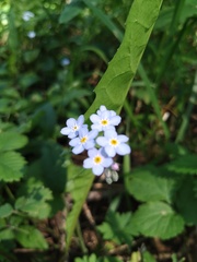 Myosotis sylvatica