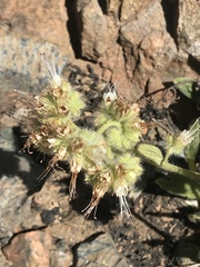 Phacelia corymbosa