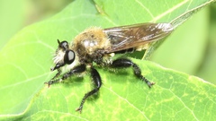 Laphria posticata