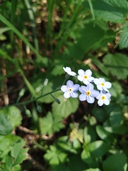 Myosotis sylvatica