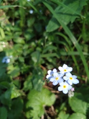 Myosotis sylvatica