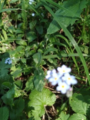 Myosotis sylvatica