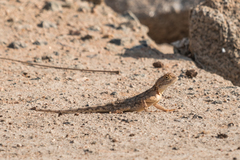Agama armata