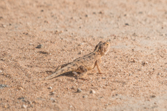 Agama armata
