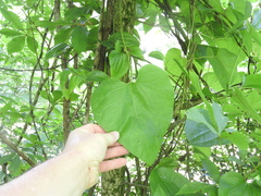Aristolochia tomentosa