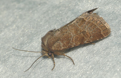 Protorthodes oviduca
