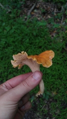 Cantharellus