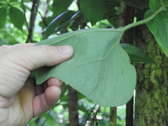 Aristolochia tomentosa