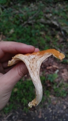 Cantharellus