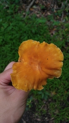 Cantharellus