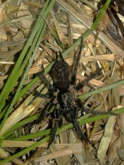 Linothele macrothelifera