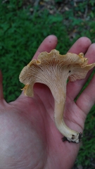 Cantharellus