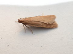 Helcystogramma rufescens