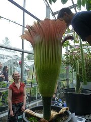 Amorphophallus titanum
